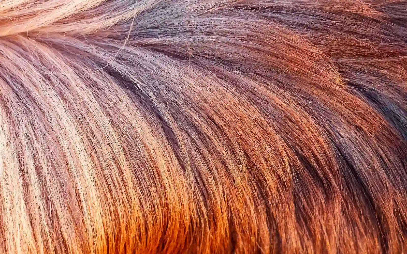Warmer Caramel-Balayage-Verlauf, Nahaufnahme